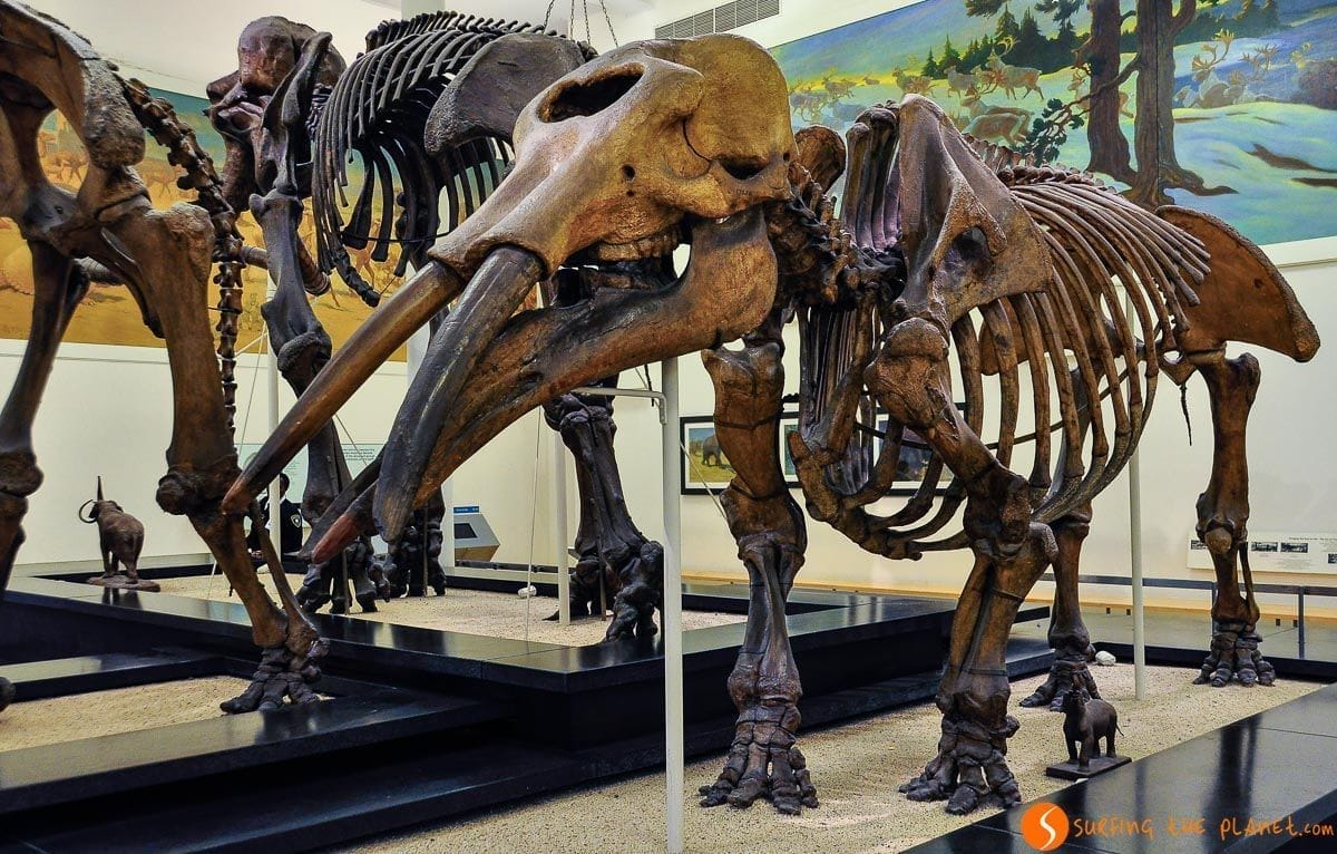 National History Musem, Upper West Side, Manhattan, Nueva York, Estados Unidos | Qué ver y hacer en Upper West Side National History Musem, Upper West Side, Manhattan, Nueva York, Estados Unidos | Qué ver y hacer en Upper West Side