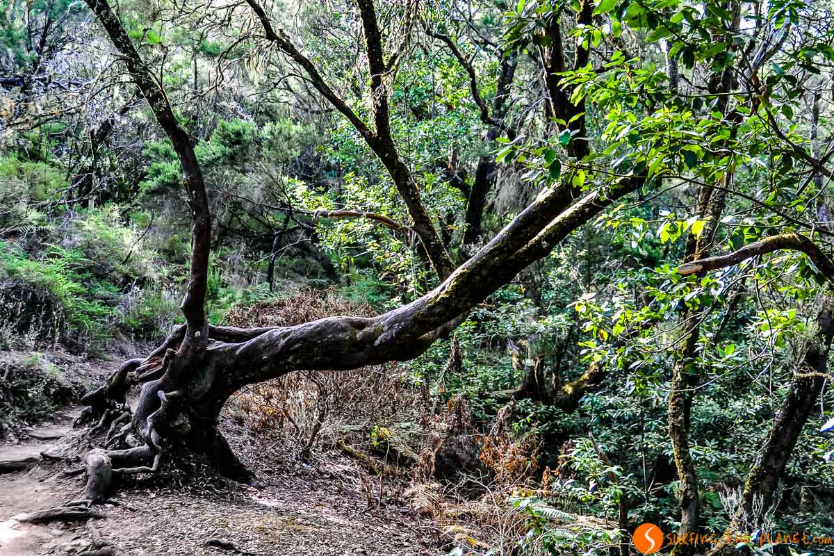 Parque Nacional de Garajonay, La Gomera, Canarias, España Parque Nacional de Garajonay, La Gomera, Canarias, España