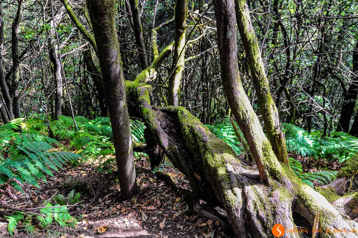 Senderismo, Parque Nacional de Garajonay, La Gomera, Canarias, España | Excursión a La Gomera desde Tenerife Senderismo, Parque Nacional de Garajonay, La Gomera, Canarias, España | Excursión a La Gomera desde Tenerife