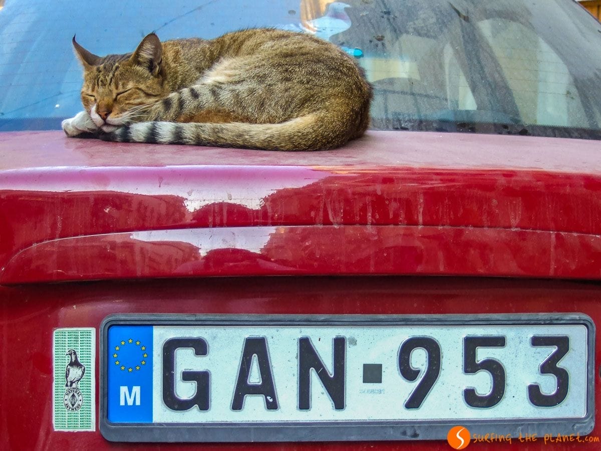 Gato relajado, La Valeta, Malta Gato relajado, La Valeta, Malta