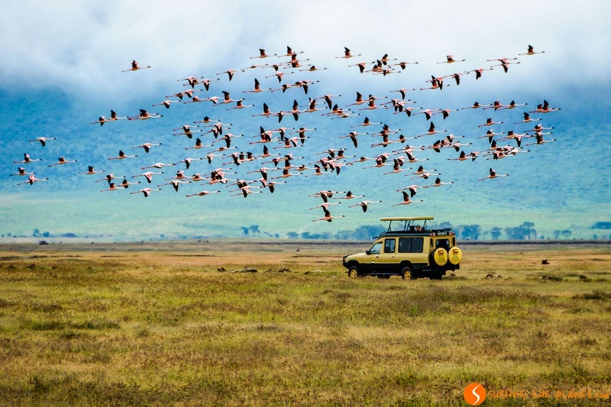 Flamencos volando, Cráter de Ngorongoro, Tanzania | Un día en el Ngorongoro Flamencos volando, Cráter de Ngorongoro, Tanzania | Un día en el Ngorongoro