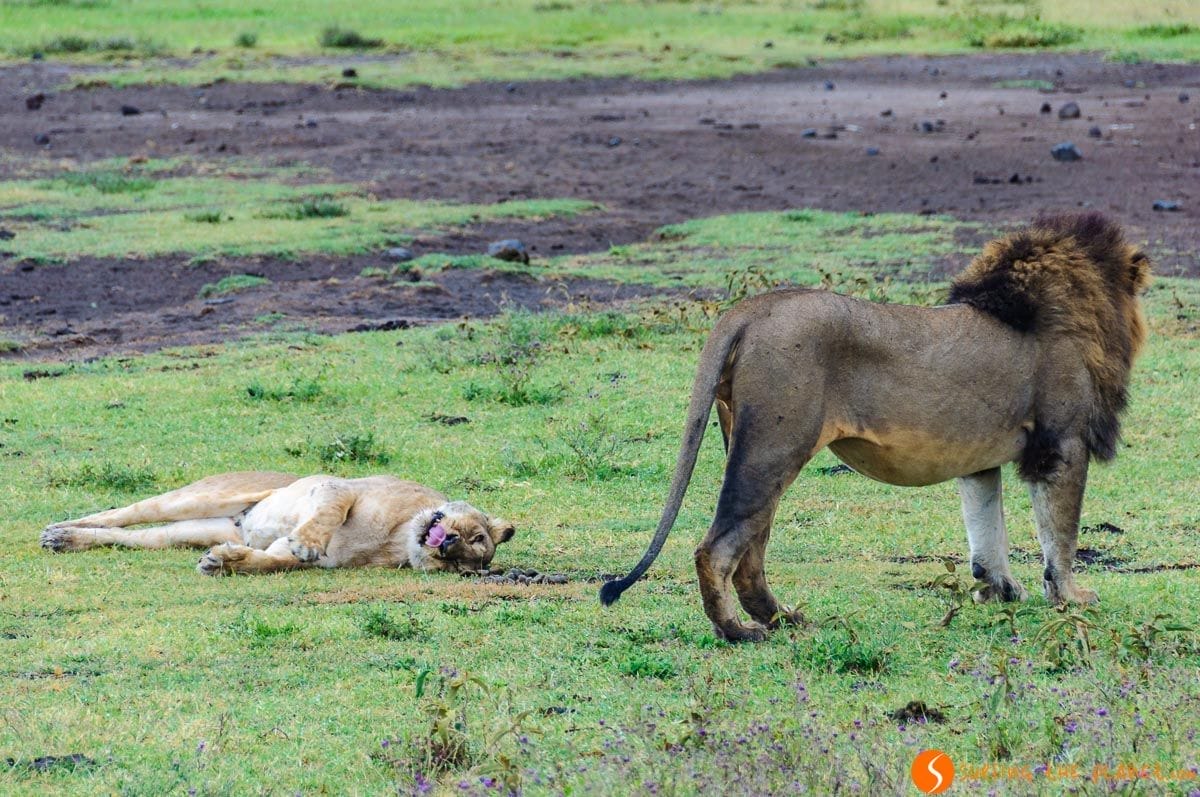 Leones después de copular, Cráter de Ngorongoro, Tanzania Leones después de copular, Cráter de Ngorongoro, Tanzania