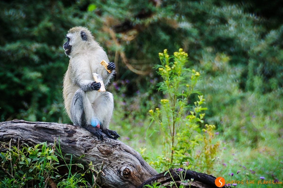 Mono con testículo azul, Cráter de Ngorongoro, Tanzania Mono con testículo azul, Cráter de Ngorongoro, Tanzania