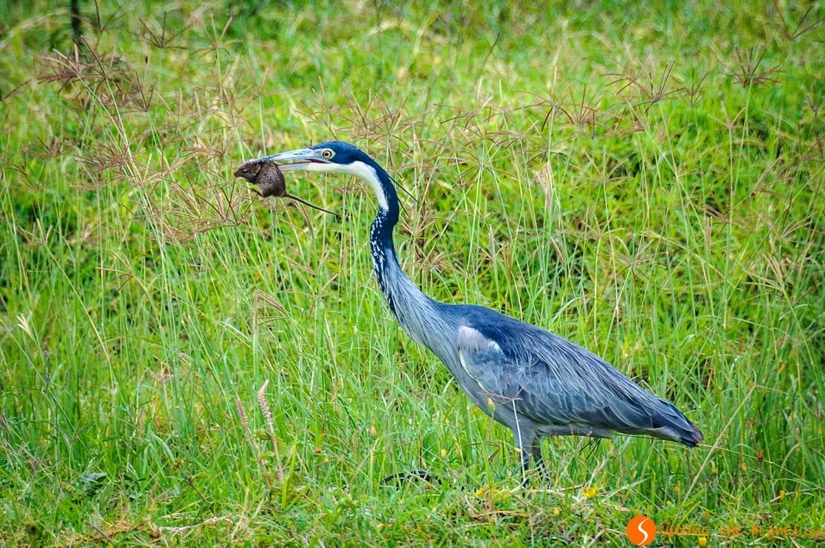 Pájaro comiendo ratón, Cráter de Ngorongoro, Tanzania | Safari en el Ngorongoro Pájaro comiendo ratón, Cráter de Ngorongoro, Tanzania | Safari en el Ngorongoro