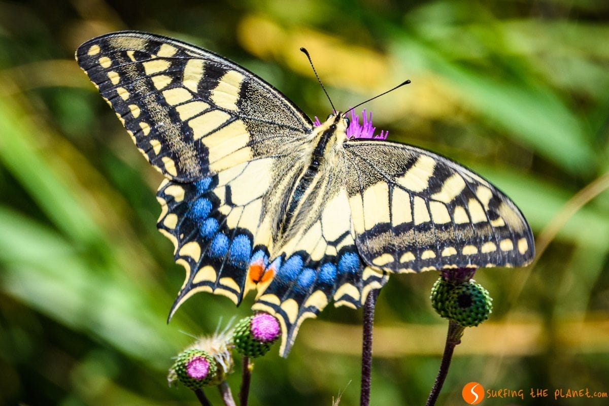 Mariposa, Delta del Llobregat, Cataluña, España Mariposa, Delta del Llobregat, Cataluña, España