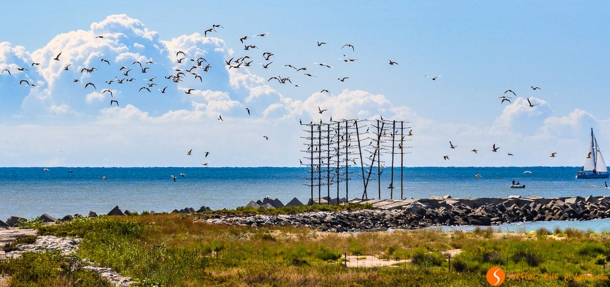 Grupo de pájaros, Delta del Llobregat, Cataluña, España Grupo de pájaros, Delta del Llobregat, Cataluña, España