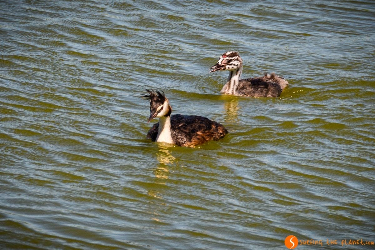 Patos, Delta del Llobregat, Cataluña, España | Excursión al Delta del Llobregat Patos, Delta del Llobregat, Cataluña, España | Excursión al Delta del Llobregat