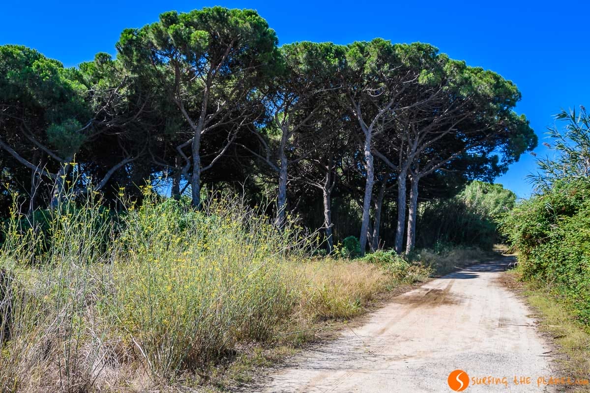 Pinar, Delta del Llobregat, Cataluña, España Pinar, Delta del Llobregat, Cataluña, España