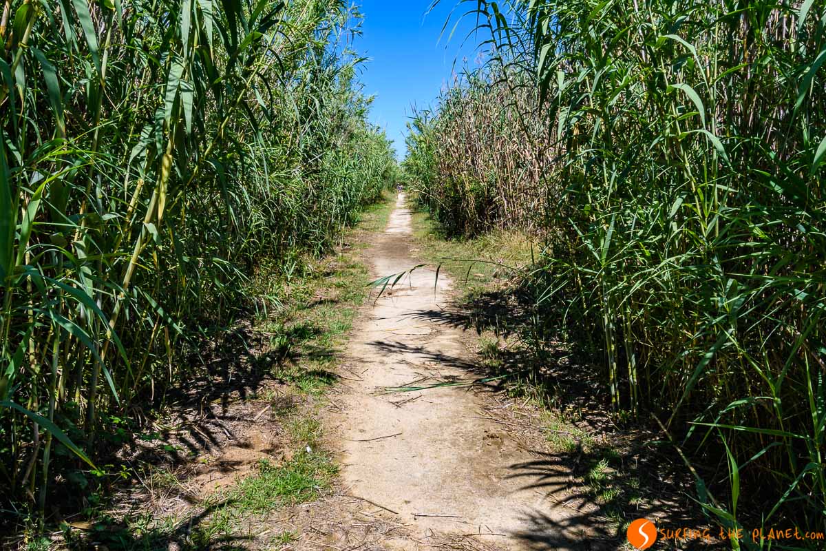 Sendero, Delta del Llobregat, Cataluña, España | Qué ver en el Delta del Llobregat Sendero, Delta del Llobregat, Cataluña, España | Qué ver en el Delta del Llobregat