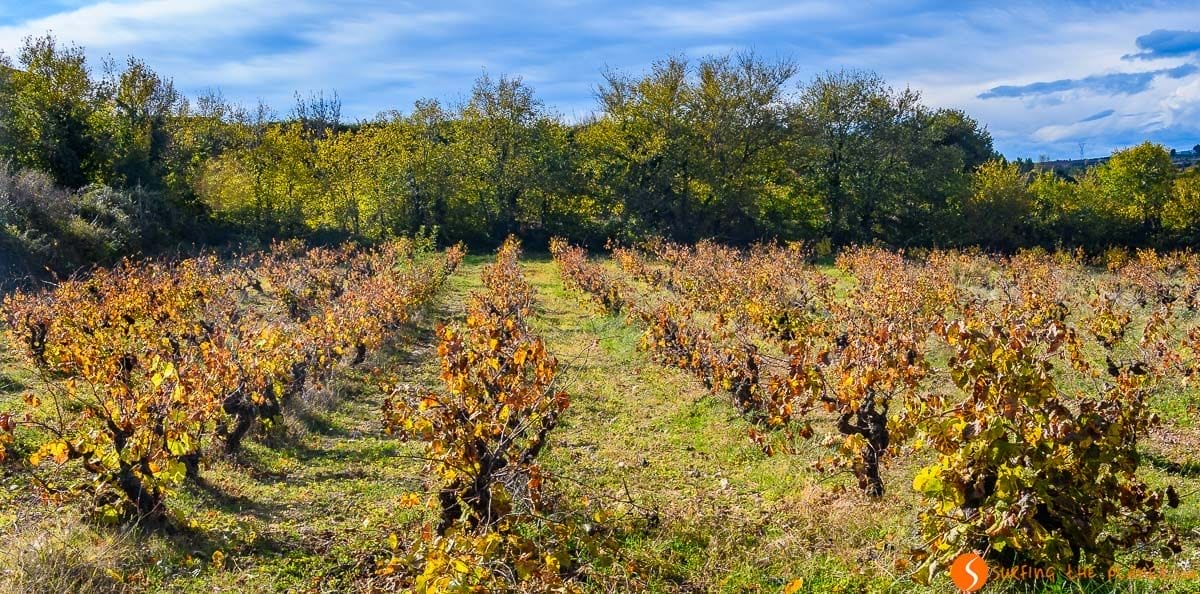 Otoño en los viñedos, El Penedès, Cataluña, España Otoño en los viñedos, El Penedès, Cataluña, España