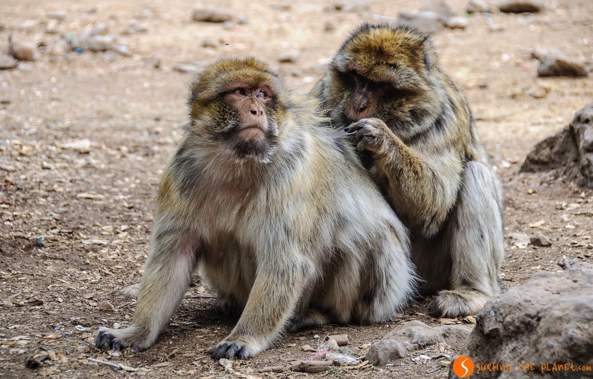 Monos, Bosque Cedro Goraud, Marruecos | Viaje a Marruecos Monos, Bosque Cedro Goraud, Marruecos | Viaje a Marruecos