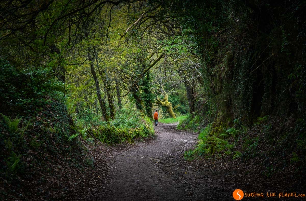 Bosque en el Camino de Saniago, A Coruña, Galicia | Qué ver y hacer en Galicia Bosque en el Camino de Saniago, A Coruña, Galicia | Qué ver y hacer en Galicia