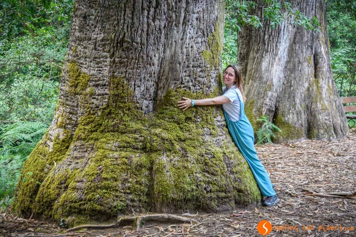 Árbol centenario, Souto de Retorta, Lugo, Galicia | Que visitar en Galicia Árbol centenario, Souto de Retorta, Lugo, Galicia | Que visitar en Galicia