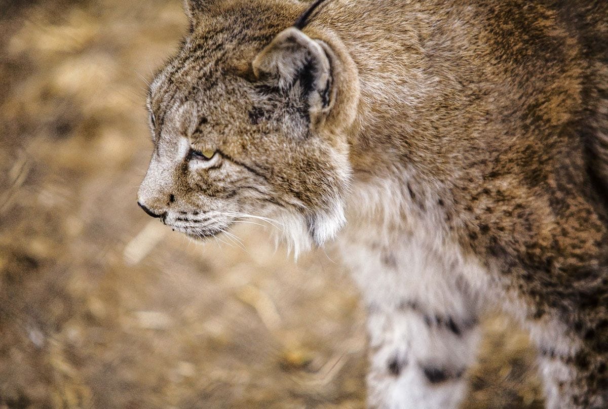 Lince ibérico, Jaén, Andalucía Lince ibérico, Jaén, Andalucía