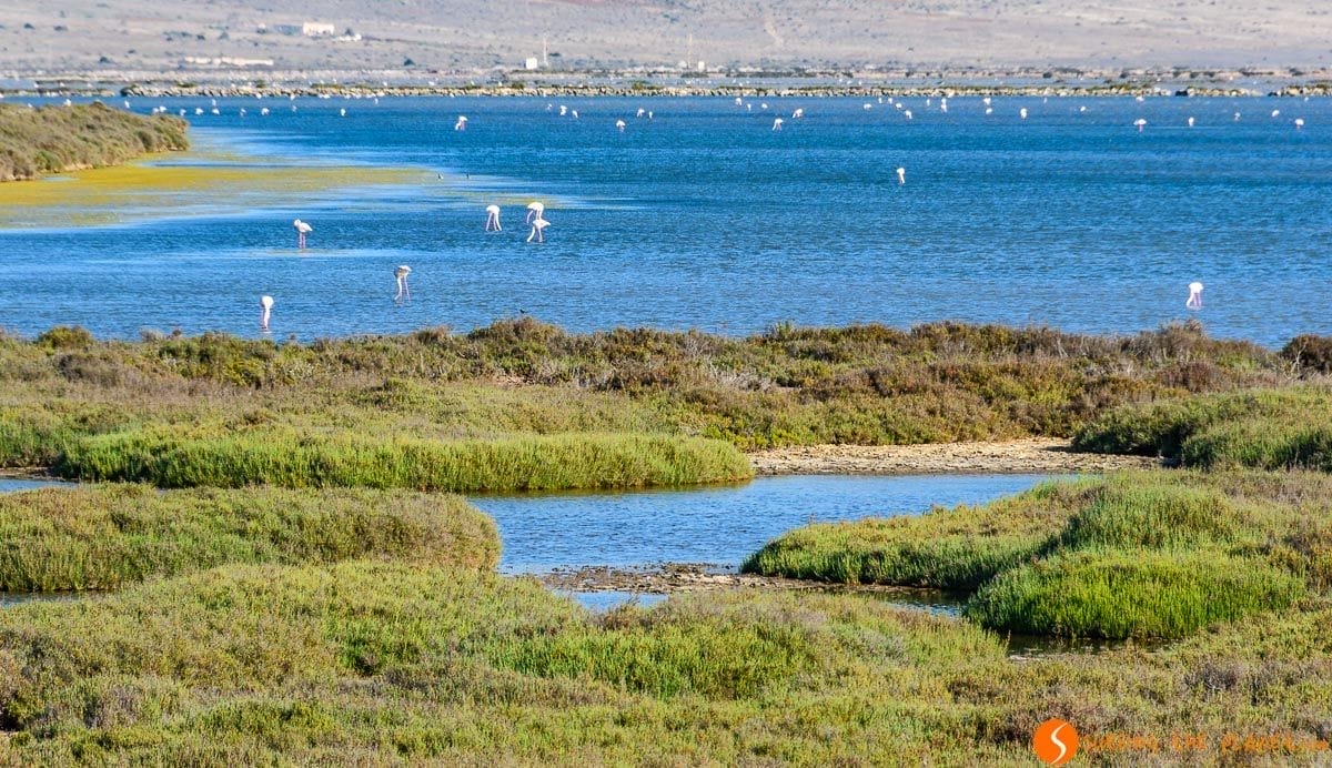 Flamencos en salinas, Cabo de Gata, Almería, Andalucía | Que ver en Cabo de Gata Flamencos en salinas, Cabo de Gata, Almería, Andalucía | Que ver en Cabo de Gata