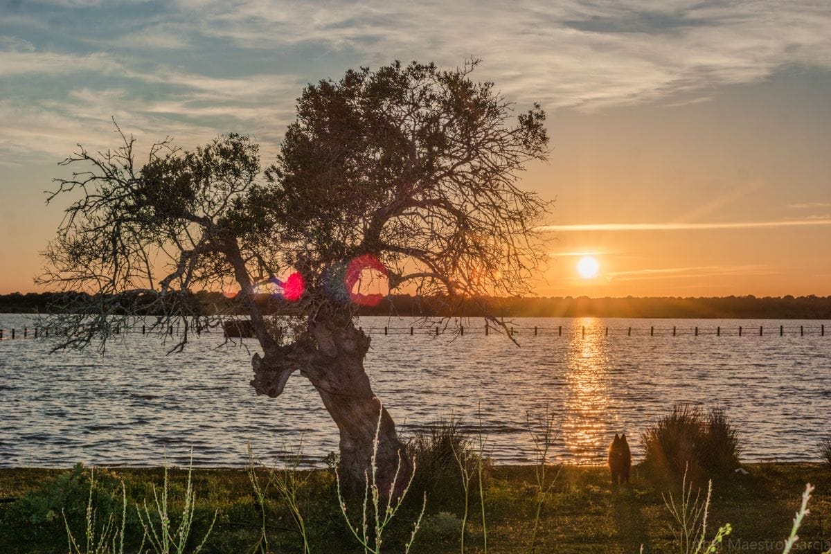 Dehesa de Abajo, Sevilla, Andalucía Dehesa de Abajo, Sevilla, Andalucía