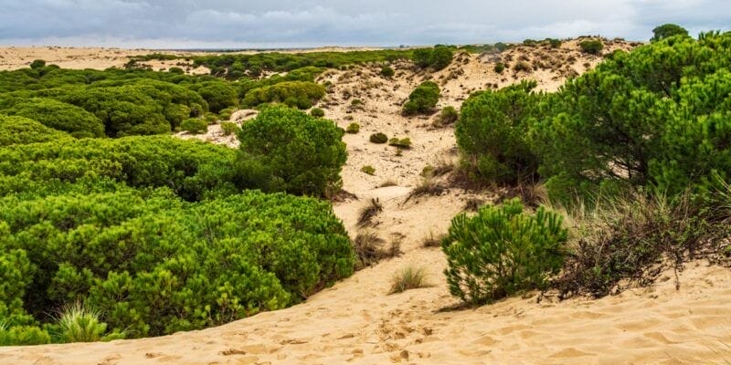 Que ver en Huelva | Dunas, Parque Nacional de Doñana, Huelva, Andalucía