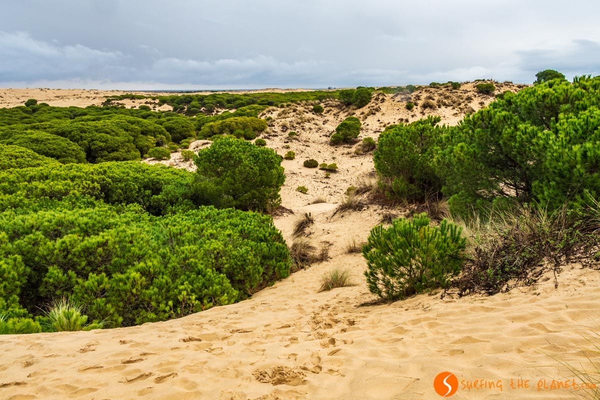 Dunas, Parque Nacional de Doñana, Huelva, Andalucía | Que hacer en Andalucía Dunas, Parque Nacional de Doñana, Huelva, Andalucía | Que hacer en Andalucía