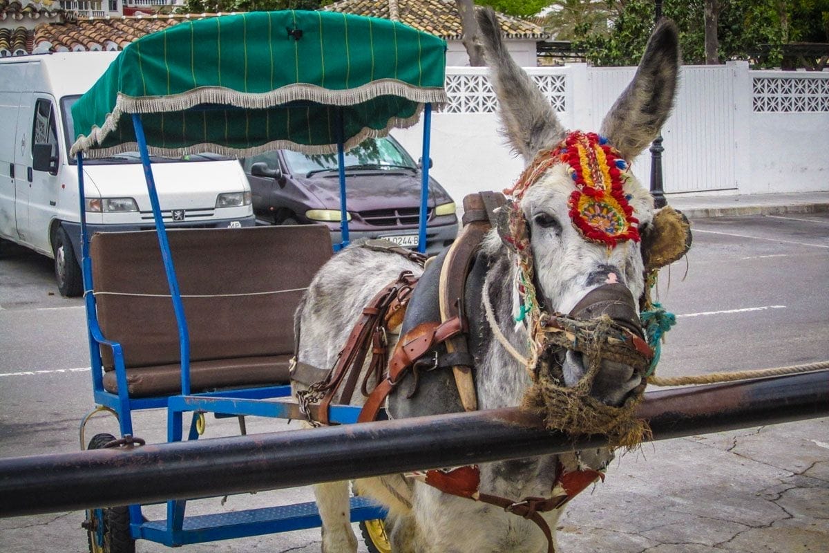 Burrotaxi, Mijas, Málaga, Andalucía | Qué ver en la provincia de Málaga Burrotaxi, Mijas, Málaga, Andalucía | Qué ver en la provincia de Málaga