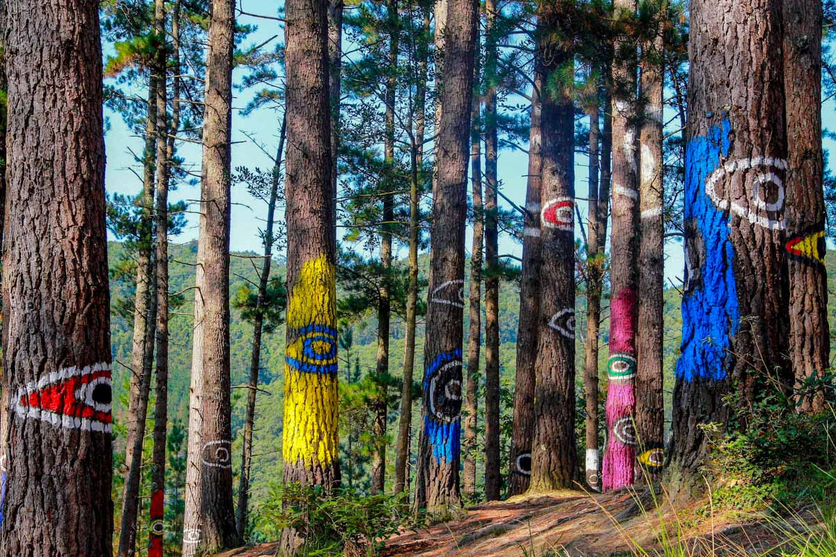Bosque de Oma, Vizcaya, País Vasco Bosque de Oma, Vizcaya, País Vasco