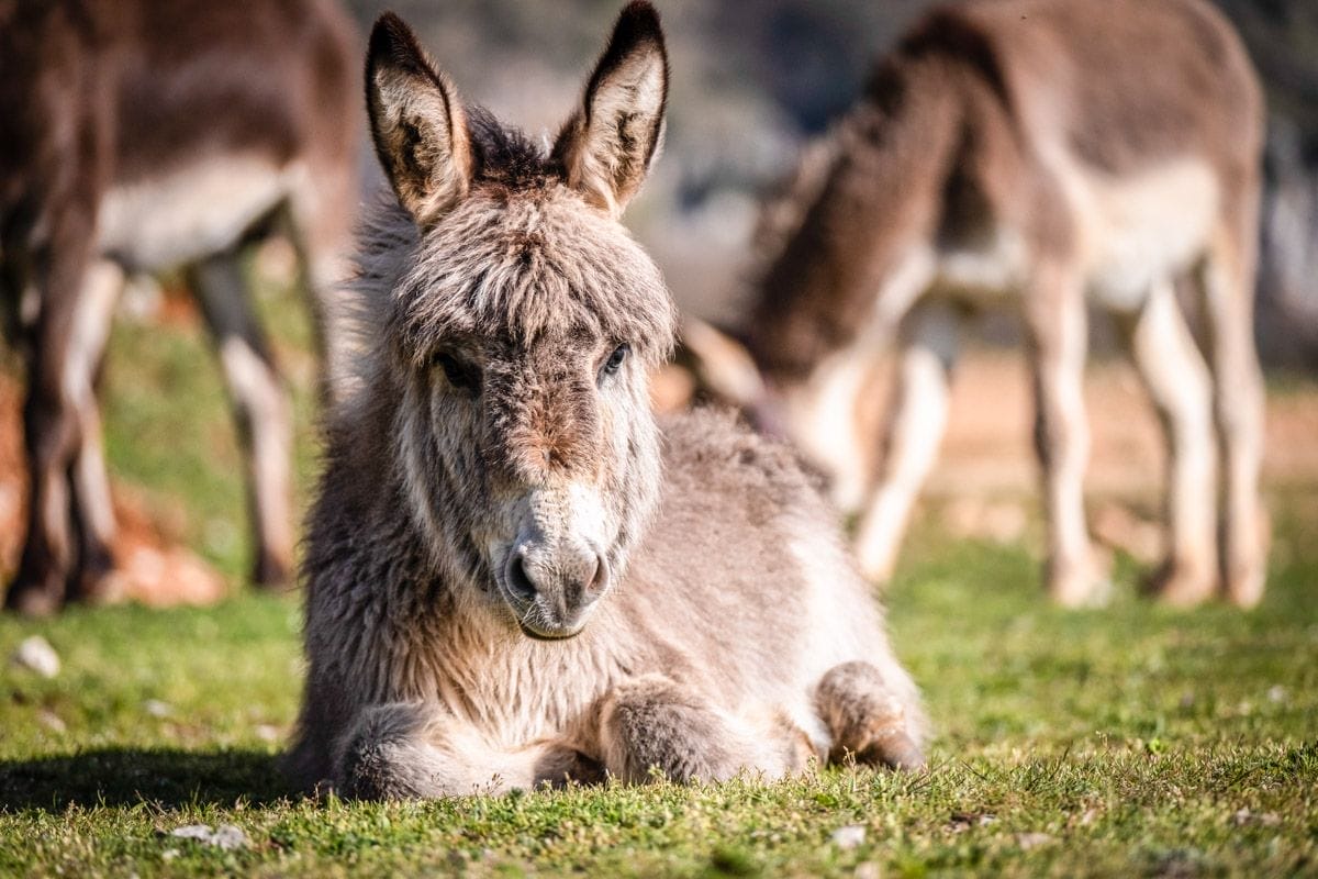 Burrito, Burrolandia, Comunidad de Madrid | Qué hacer en la Comunidad de Madrid Burrito, Burrolandia, Comunidad de Madrid | Qué hacer en la Comunidad de Madrid
