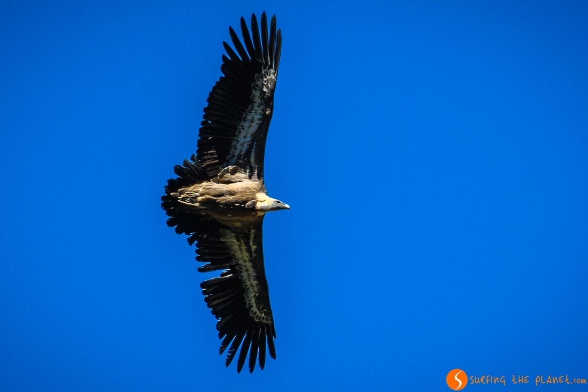 Buitre de Foz de Salinas, Huesca, Aragón Buitre de Foz de Salinas, Huesca, Aragón