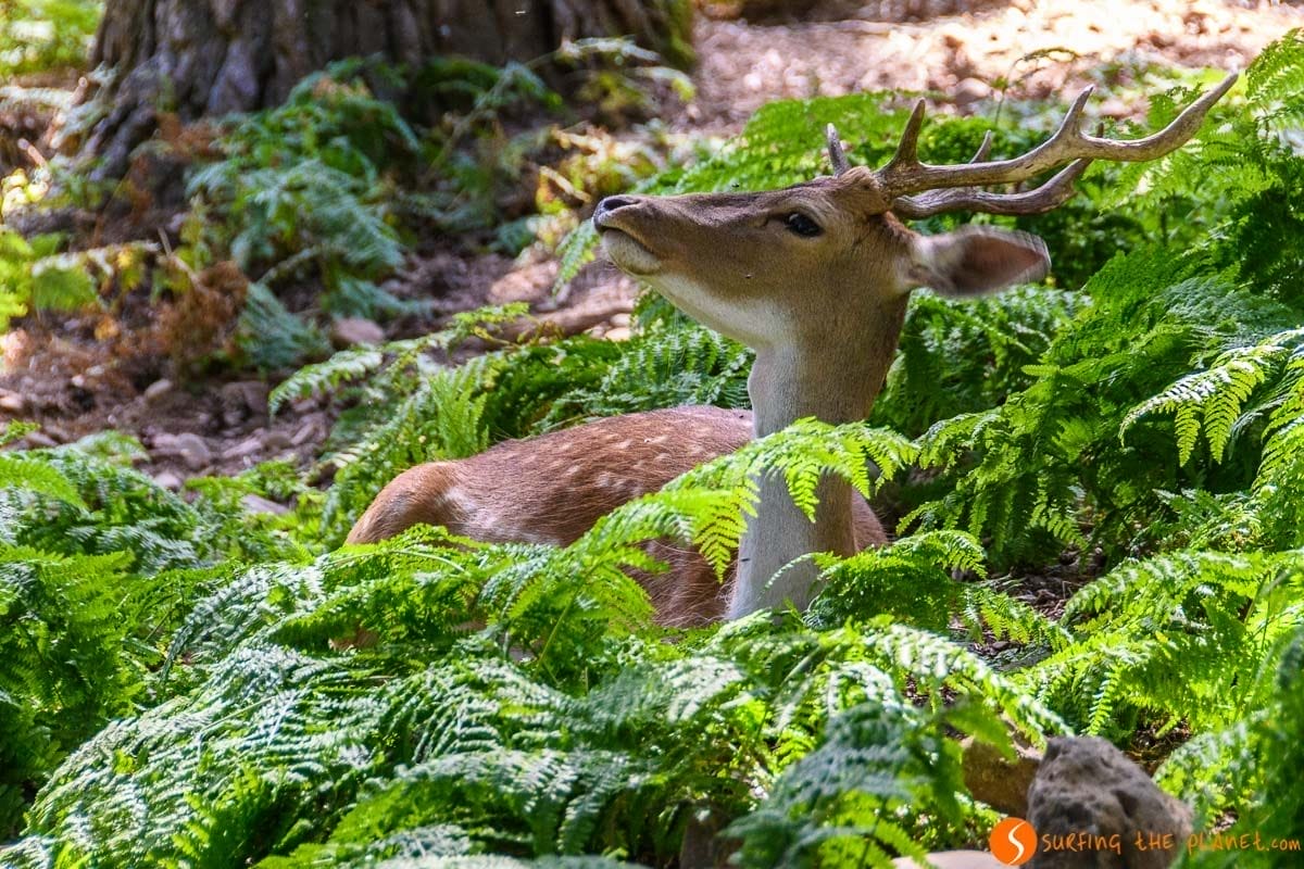 Parque Faunístico, Valle de Tena, Huesca, Aragón | Ruta por el Valle de Tena Parque Faunístico, Valle de Tena, Huesca, Aragón | Ruta por el Valle de Tena