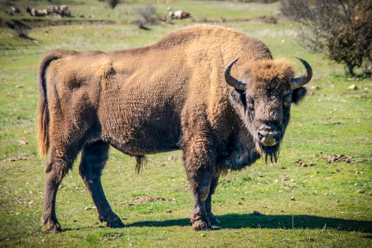 Bisonte europeo, Palencia, Castilla y León | Que ver en la provincia de Palencia Bisonte europeo, Palencia, Castilla y León | Que ver en la provincia de Palencia
