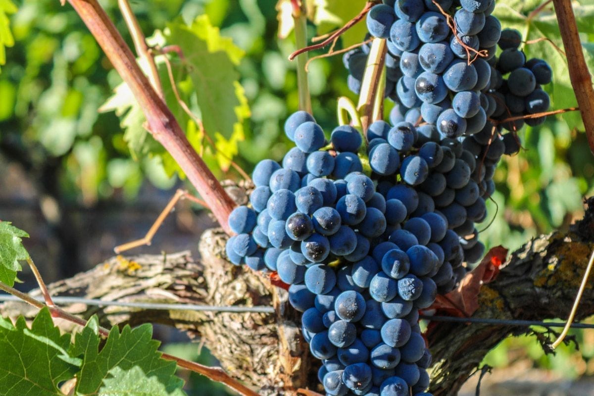 Uva de DO Ribera del Duero, Valladolid, Castilla y León Uva de DO Ribera del Duero, Valladolid, Castilla y León