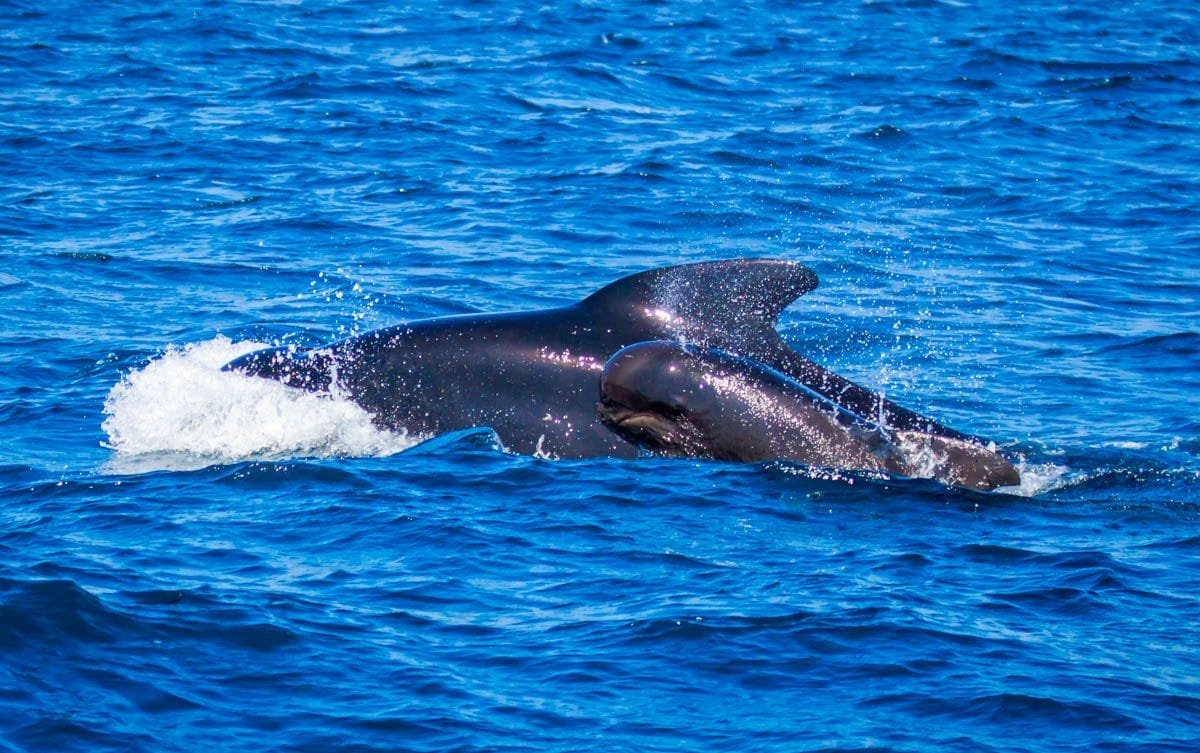Donde ver delfines en la costa española | Los mejores lugares para avistar animales en España Donde ver delfines en la costa española | Los mejores lugares para avistar animales en España