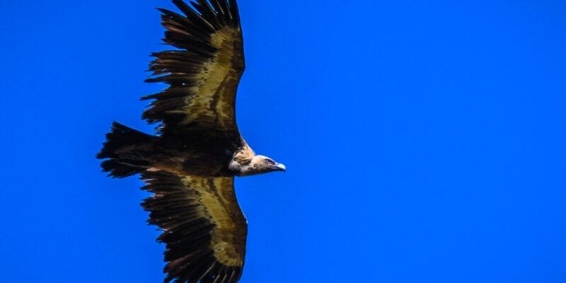 Donde avistar buitre leonado en España