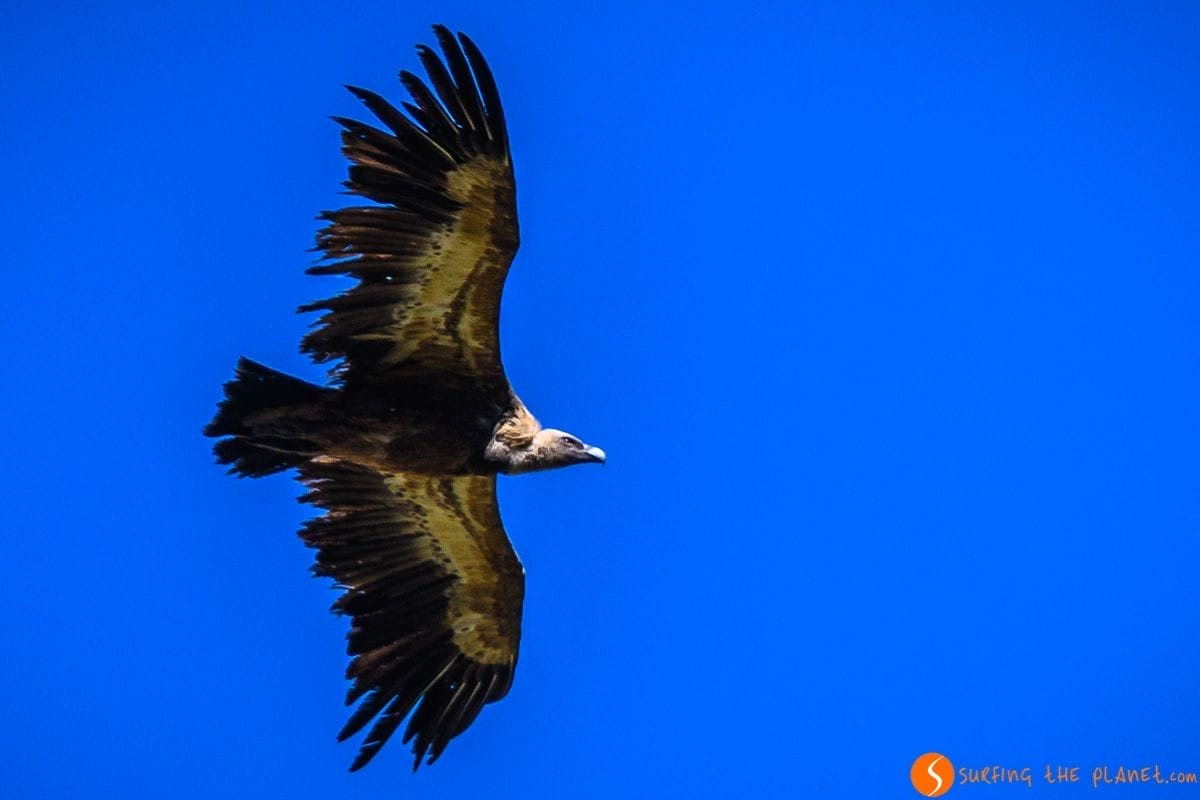 Donde avistar buitre leonado en España | Avistamiento de aves rapaces en libertad en España