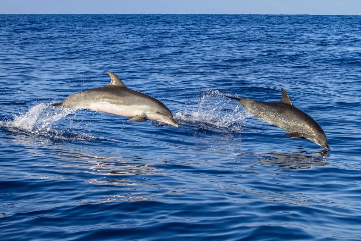 Avistamiento de delfines en la costa española | Donde ver animales en libertad en España Avistamiento de delfines en la costa española | Donde ver animales en libertad en España