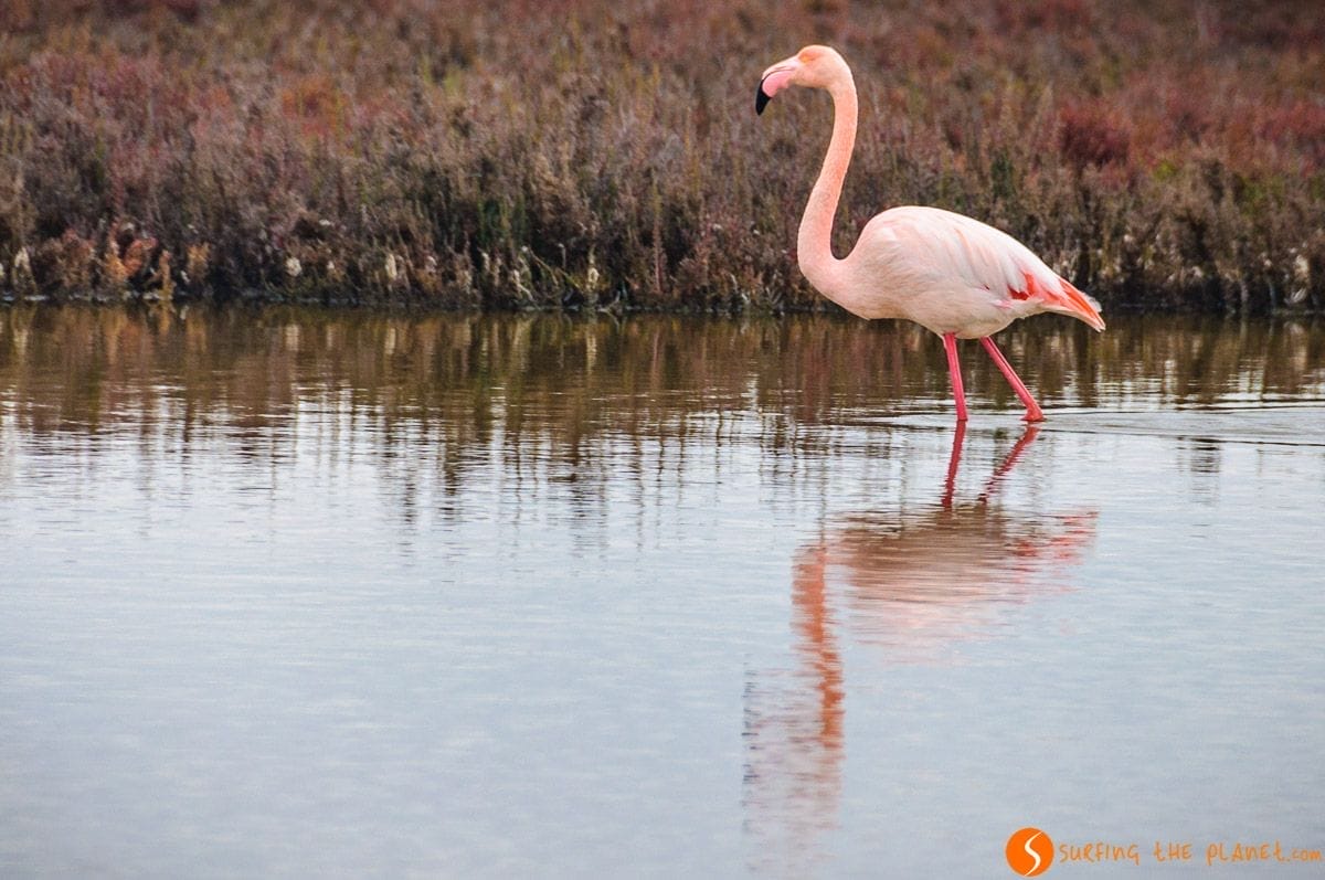 Avistamiento de flamenco en España | Donde ver animales en libertad en su hábitat natural en España Avistamiento de flamenco en España | Donde ver animales en libertad en su hábitat natural en España