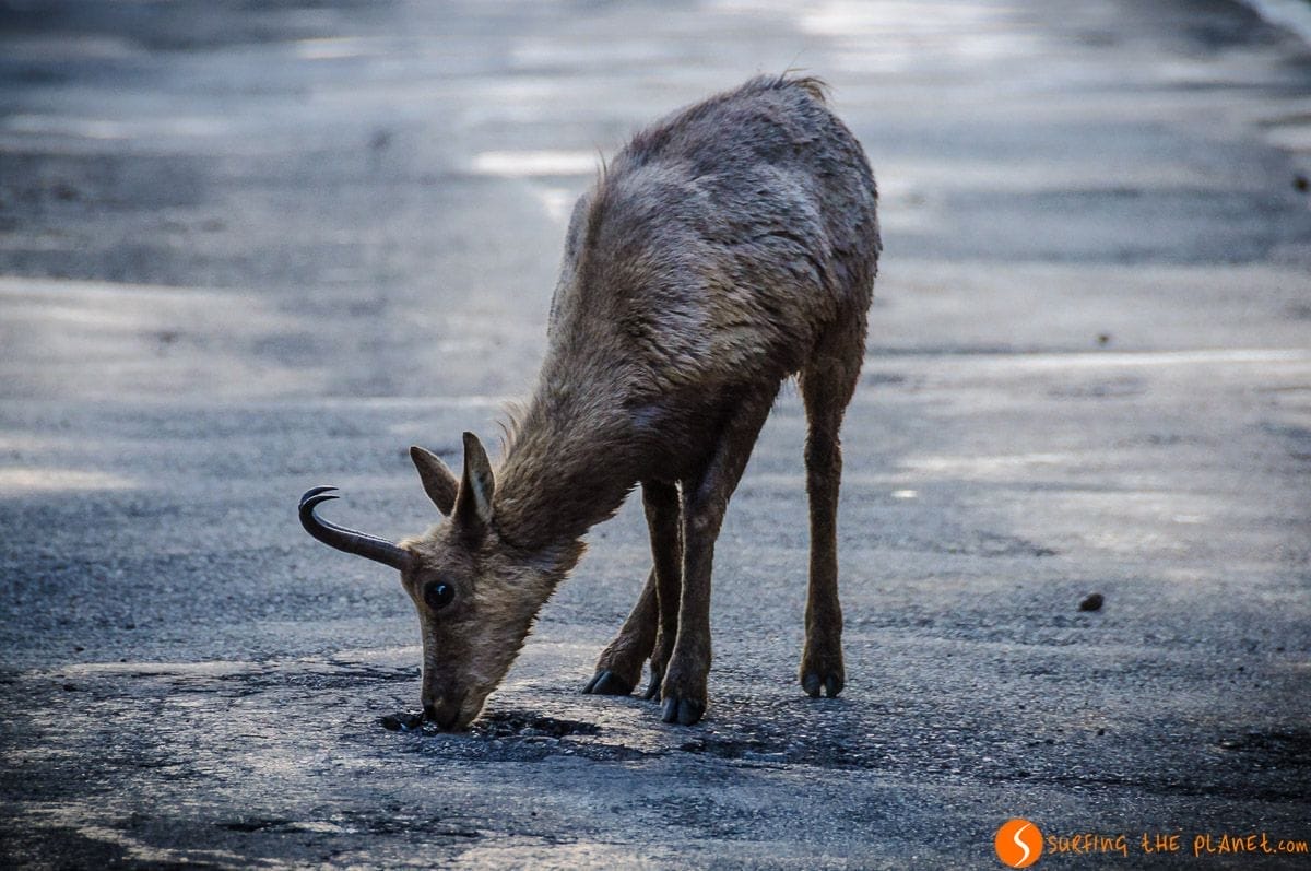 Avistamiento de gamos en España Avistamiento de gamos en España