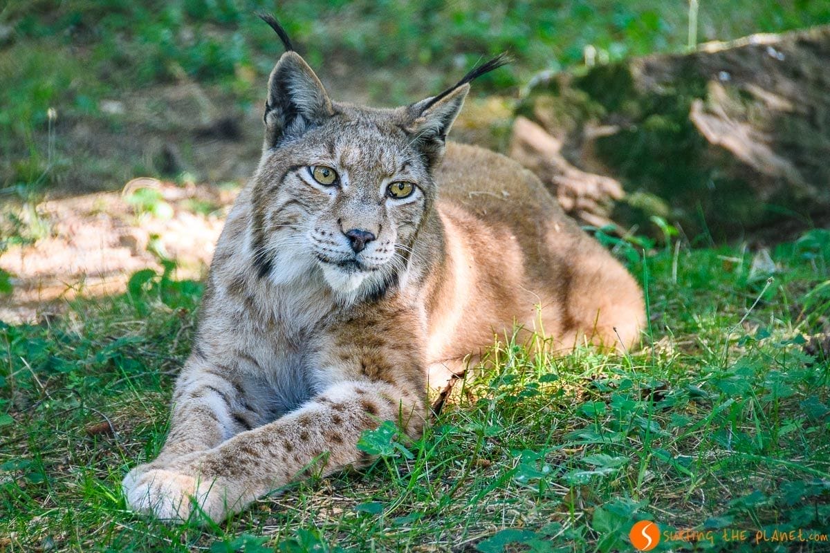 Donde ver lince en España | Avistamiento de animales en libertad en España Donde ver lince en España | Avistamiento de animales en libertad en España