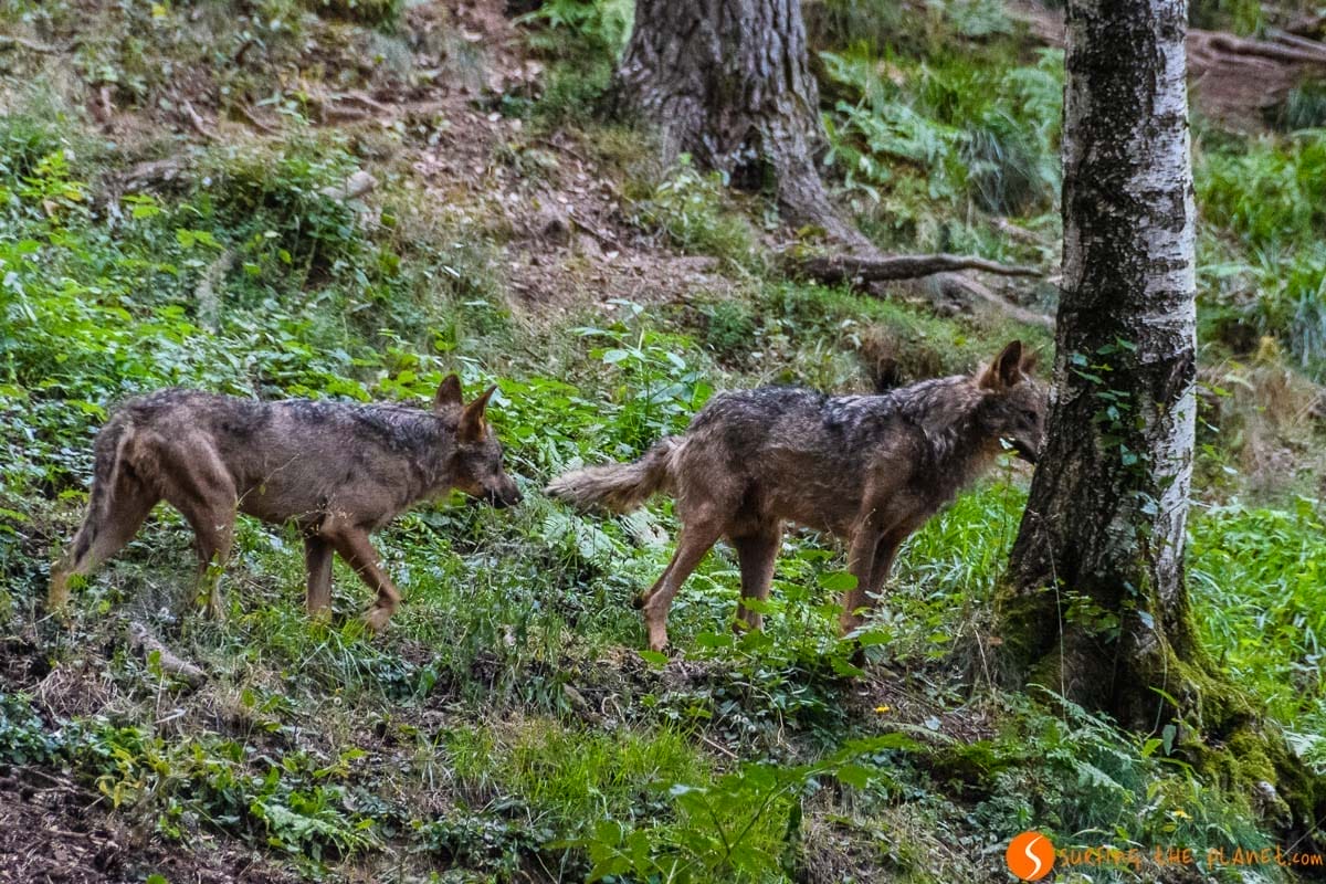 Donde ver lobo ibérico en España | Donde avistar animales en libertad en España Donde ver lobo ibérico en España | Donde avistar animales en libertad en España