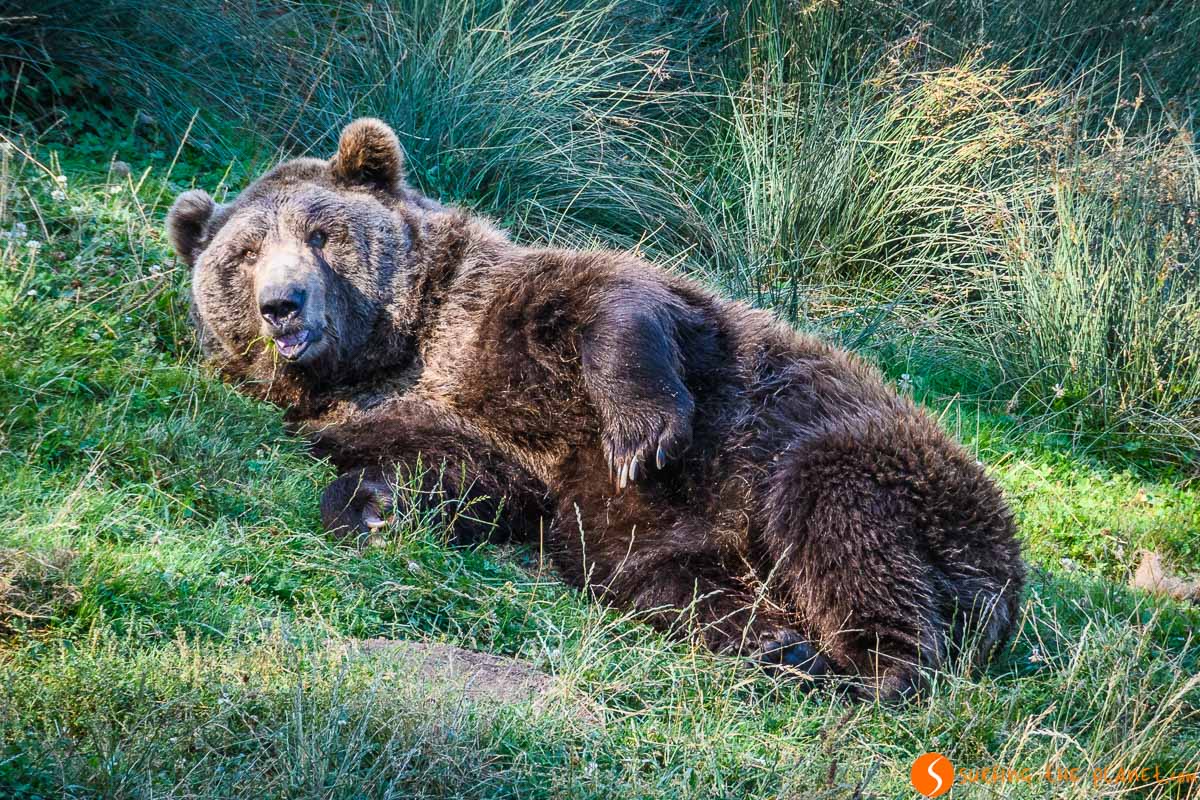 Avistamiento de oso pardo en España | Donde ver animales en libertad en su hábitat natural en España Avistamiento de oso pardo en España | Donde ver animales en libertad en su hábitat natural en España