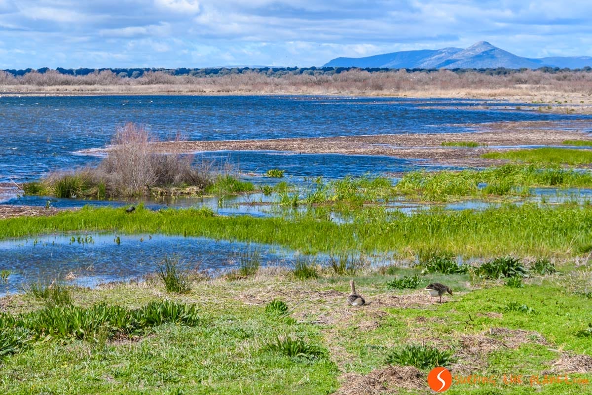 Tablas de Daimiel, Ciudad Real, Castilla-La Mancha | Que visitar en Castilla-La Mancha