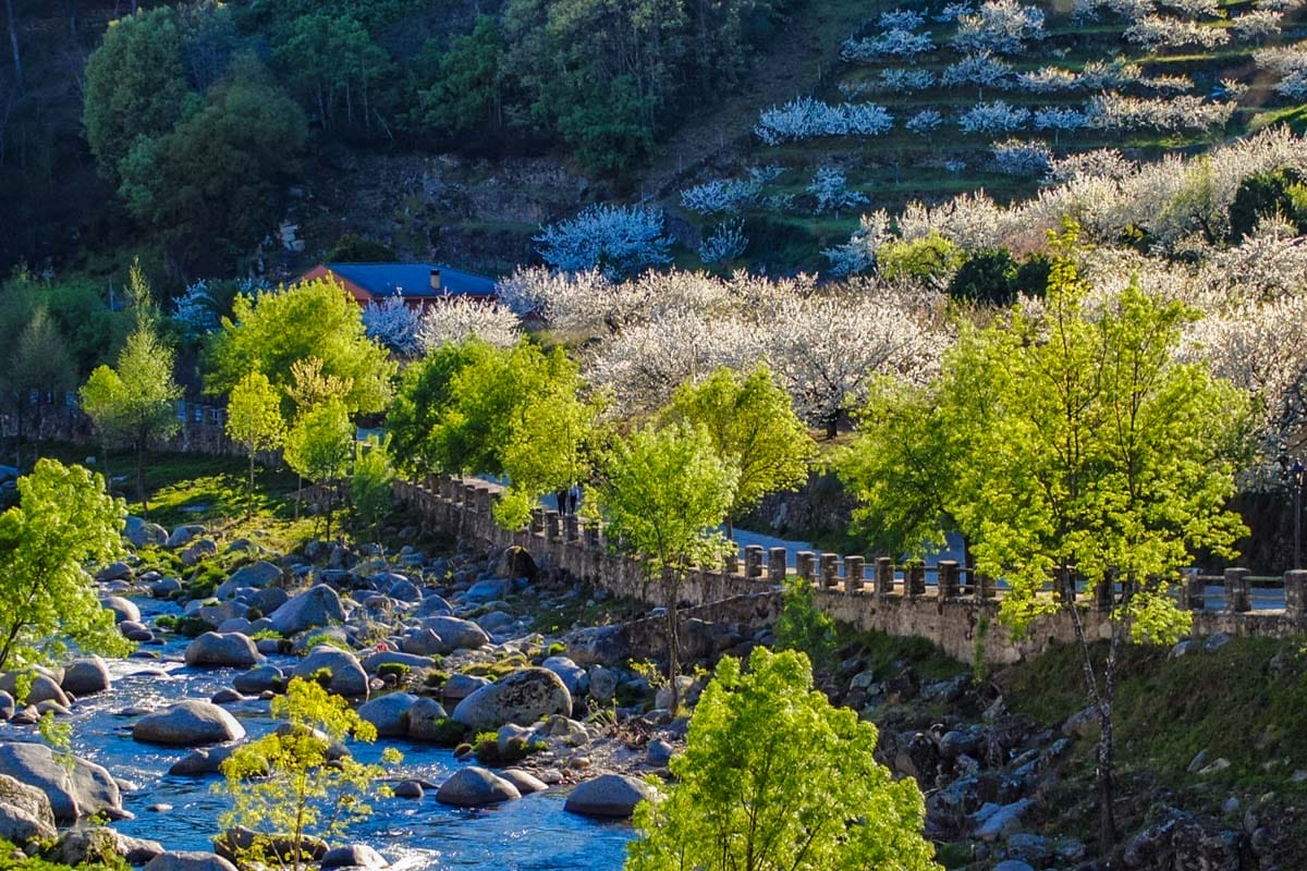 Cerezos, Valle del Jerte, Cáceres, Extremadura | Que visitar en Extremadura Cerezos, Valle del Jerte, Cáceres, Extremadura | Que visitar en Extremadura