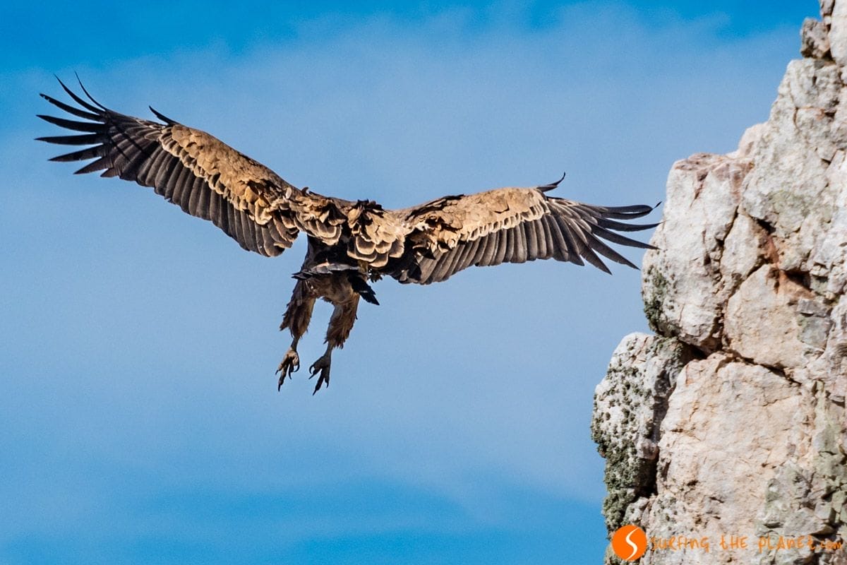 Buitre, Parque Nacional de Monfragüe, Cáceres, Extremadura | Que ver en Plasencia Buitre, Parque Nacional de Monfragüe, Cáceres, Extremadura | Que ver en Plasencia