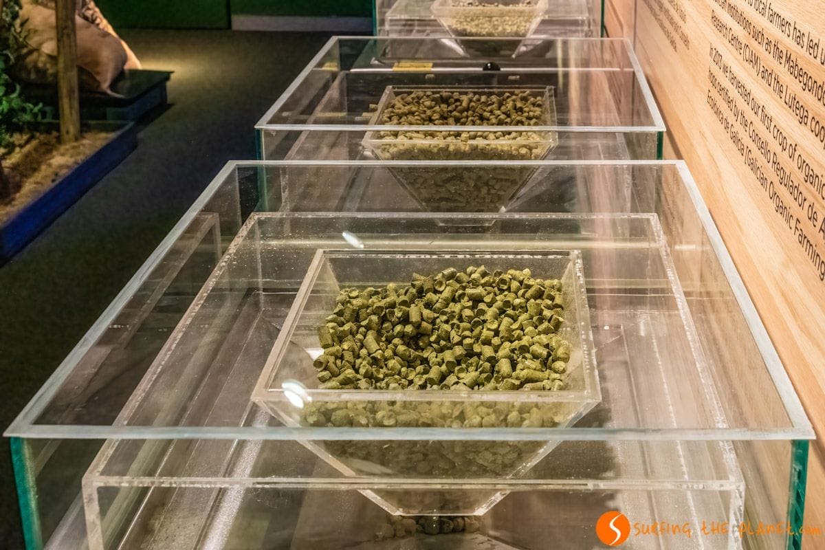 Diferentes típos de lúpulo, Museo Estrella Galicia, A Coruña | Qué ver en el Museo de Estrella Galicia Diferentes típos de lúpulo, Museo Estrella Galicia, A Coruña | Qué ver en el Museo de Estrella Galicia