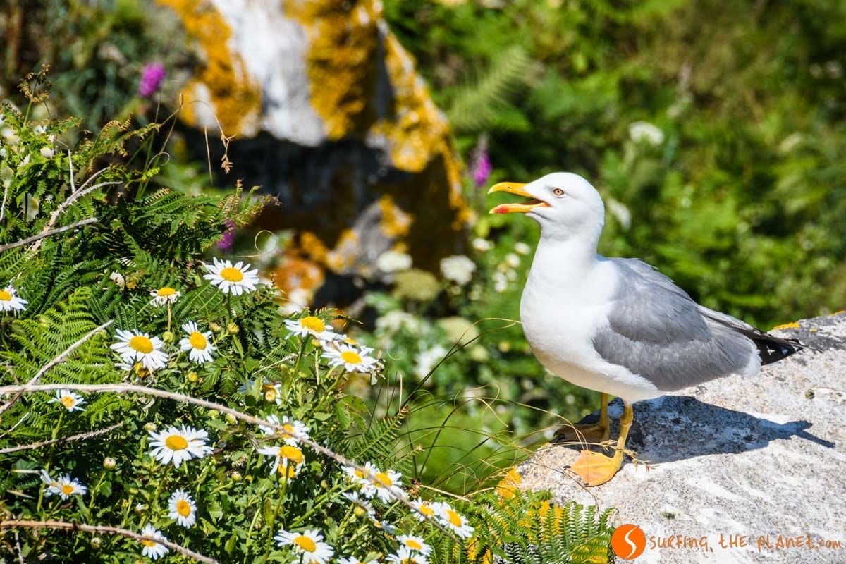 Gaviota Patiamarilla, Islas Cíes, Galicia Gaviota Patiamarilla, Islas Cíes, Galicia