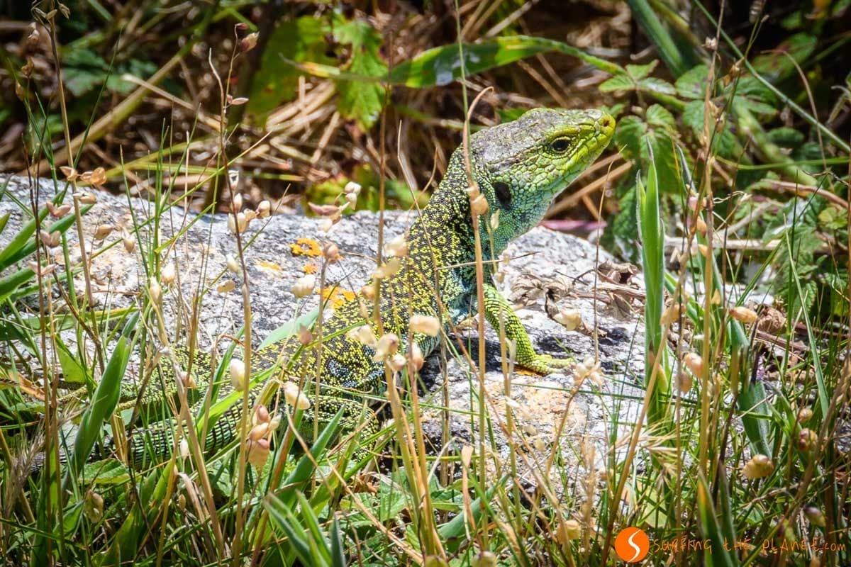 Lagarto Ocelado, Islas Cíes, Galicia | Senderismo en las Islas Cíes Lagarto Ocelado, Islas Cíes, Galicia | Senderismo en las Islas Cíes