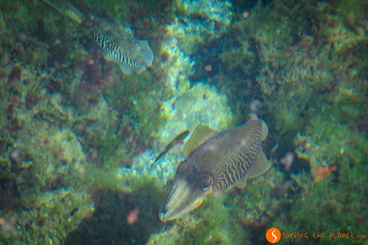 Vida marina, Islas Cíes, Galicia | Visitar las Islas Cíes Vida marina, Islas Cíes, Galicia | Visitar las Islas Cíes