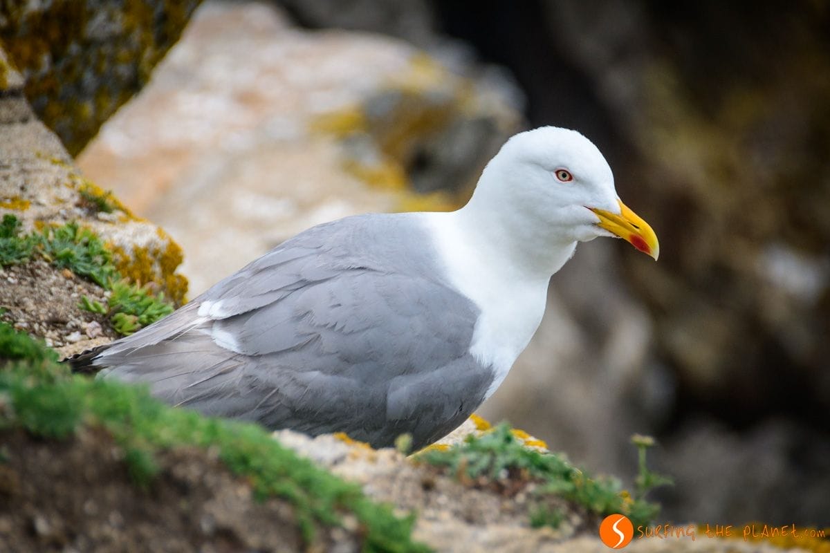Gaviota patiamarilla, Isla de Ons, Rías Baixas, Galicia | Que ver en la Isla de Ons Gaviota patiamarilla, Isla de Ons, Rías Baixas, Galicia | Que ver en la Isla de Ons