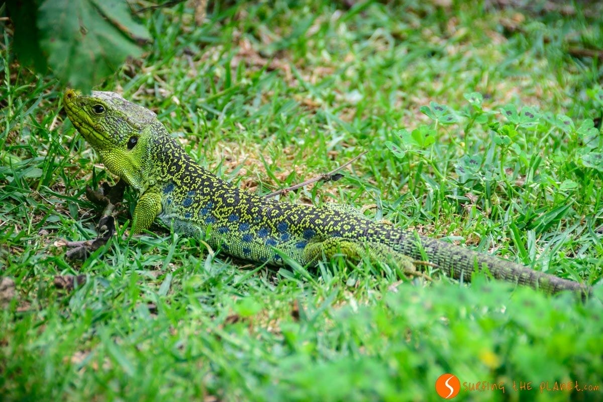 Lagarto Ocelado, Isla de Ons, Rías Baixas, Galicia | Que ver en la Isla de Ons Lagarto Ocelado, Isla de Ons, Rías Baixas, Galicia | Que ver en la Isla de Ons