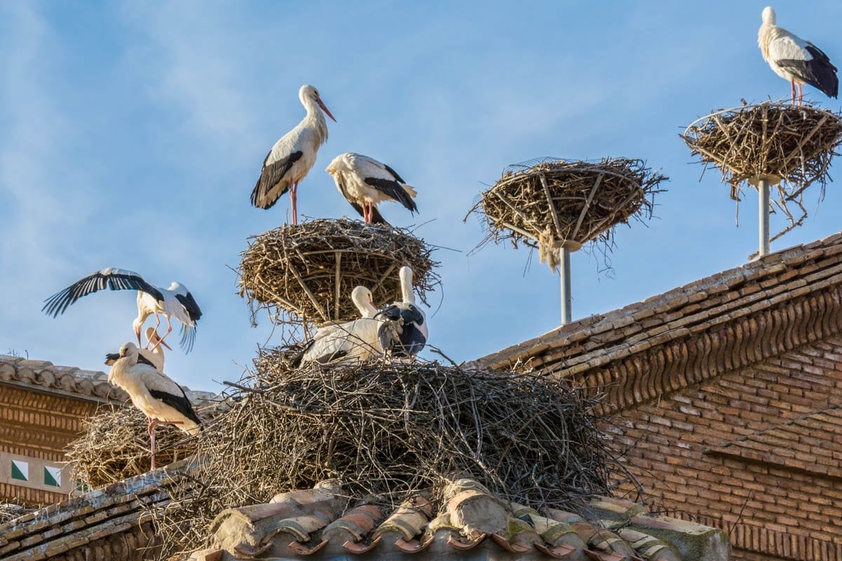 Cigüeñas, Colegiata de San Miguel, Alfaro, La Rioja | Que ver en La Rioja Cigüeñas, Colegiata de San Miguel, Alfaro, La Rioja | Que ver en La Rioja