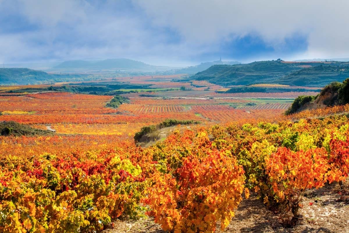 Mar de viñedos, La Rioja | Que hacer en La Rioja Mar de viñedos, La Rioja | Que hacer en La Rioja