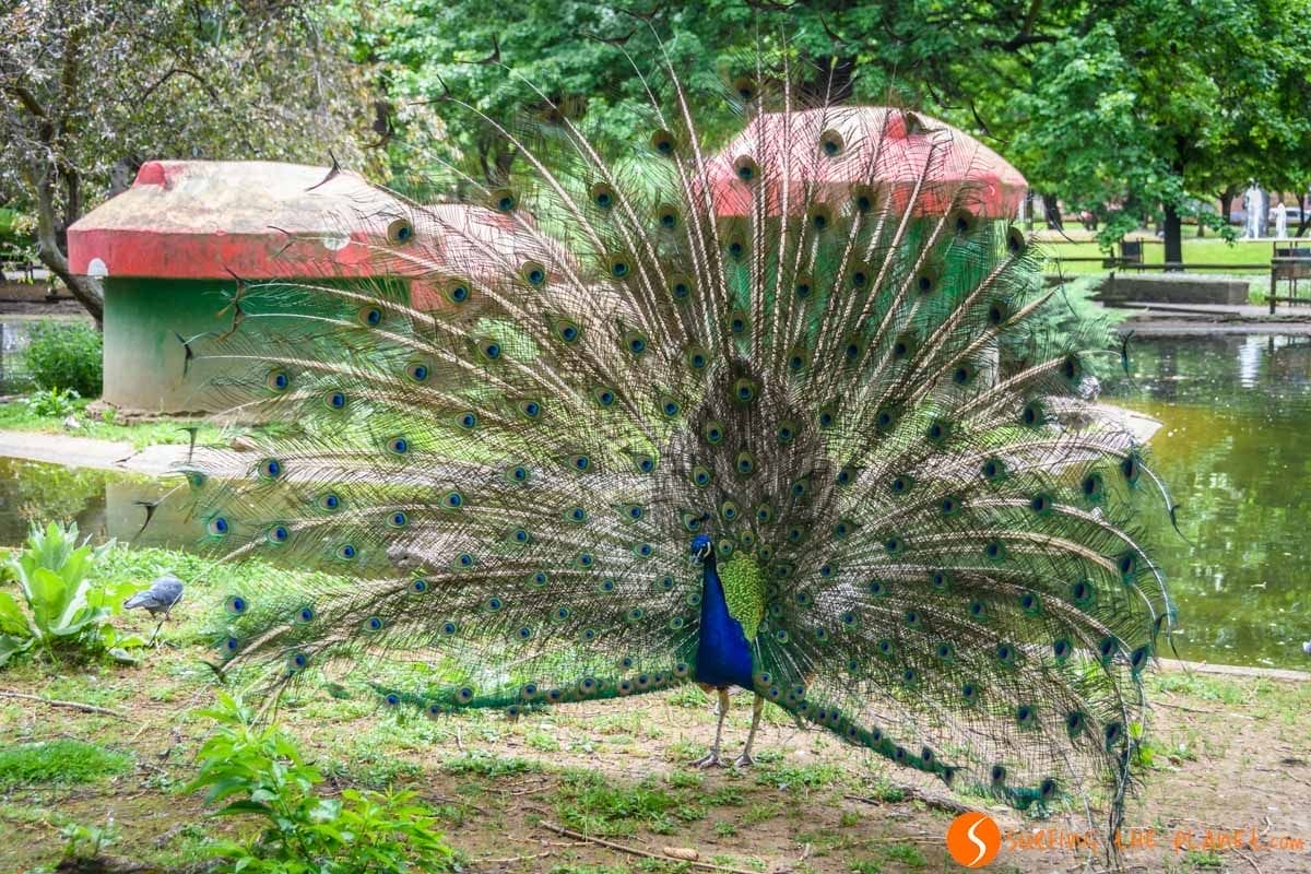 Pavo real, Parque Quevedo, León capital, Castilla y León Pavo real, Parque Quevedo, León capital, Castilla y León